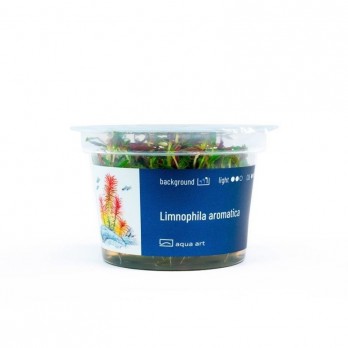 Akvariumo augalas Limnophila aromatica