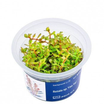 Akvariumo augalas Rotala sp. Yao Yai