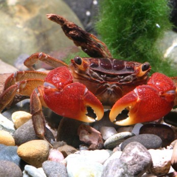 JBL ProNovo Crabs Wafer M pašaras krabams ir krevetėms 250 ml