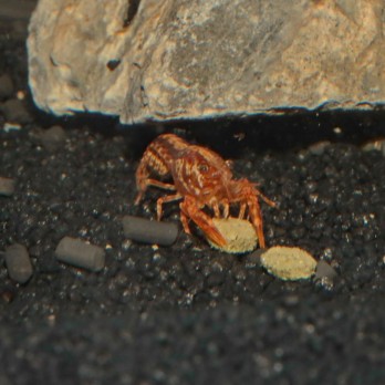 JBL ProNovo Crabs Wafer M pašaras krabams ir krevetėms 250 ml