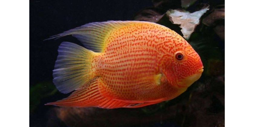 Severum Red Spot