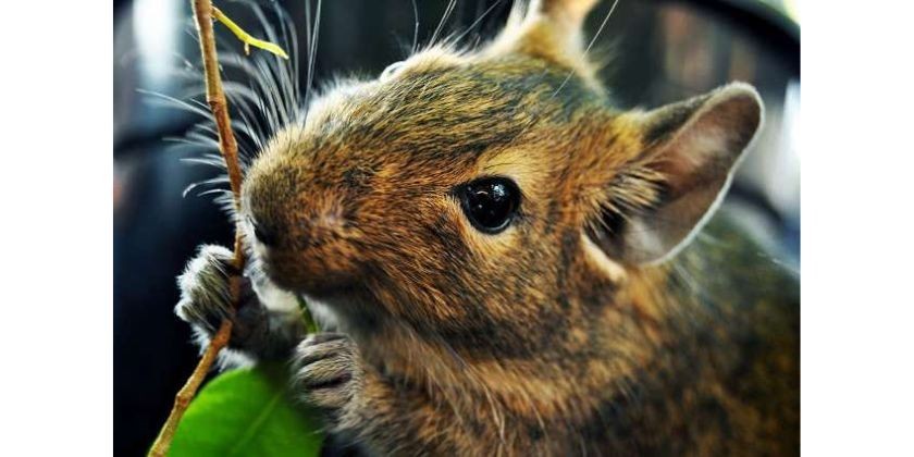 Degu graužikų mitybos ypatumai